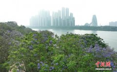 广西南宁江畔蓝花楹盛开 成晚春限定浪漫
