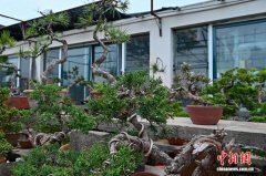 从一盆盆景到“一米菜园” 安徽八公山焕新乡村产业